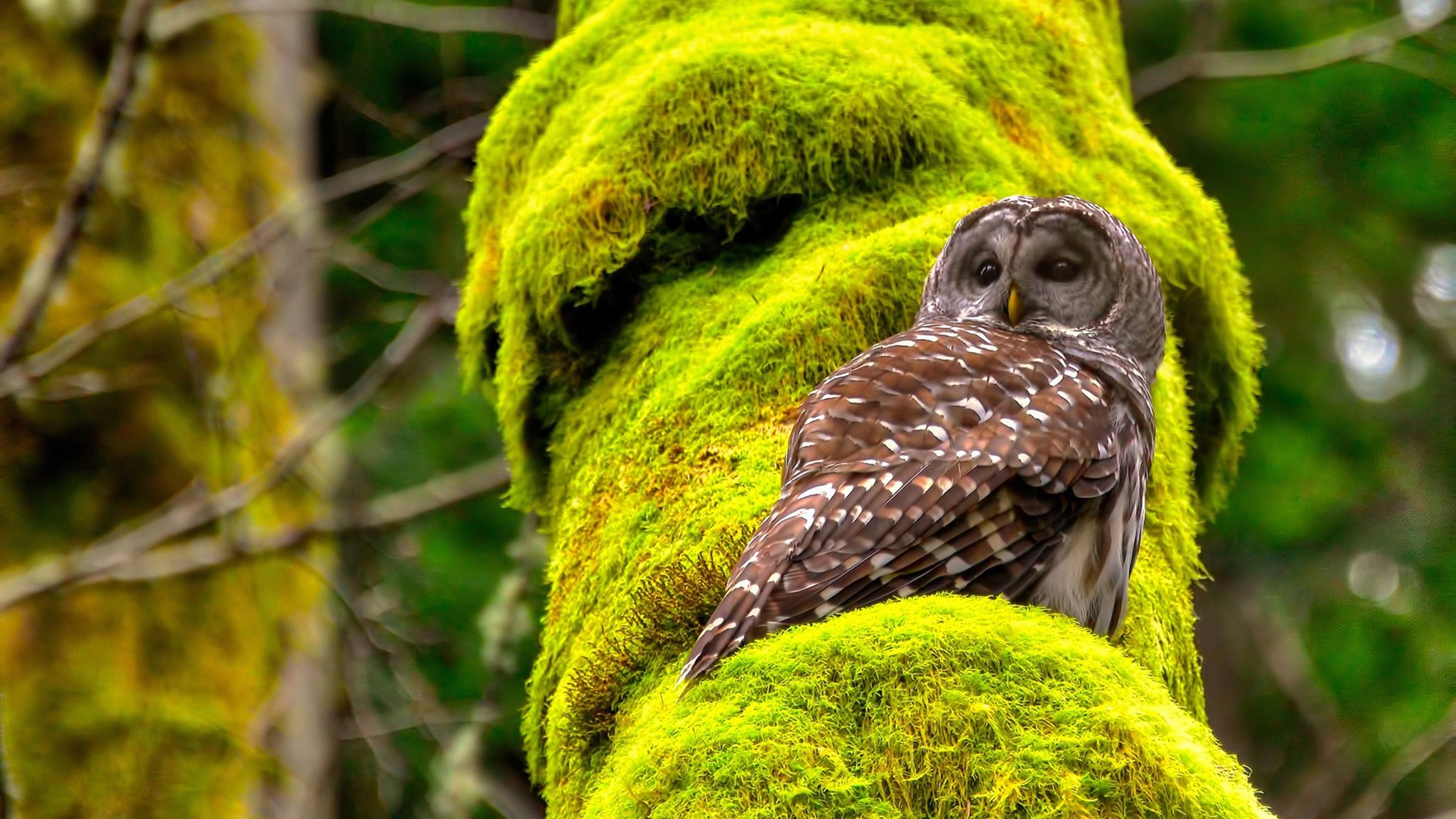 2026世界杯的赞助商名单变迁：中国品牌如何守住核心阵地。，世界杯赞助商分几个层次
